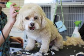 cortar pelo a perros